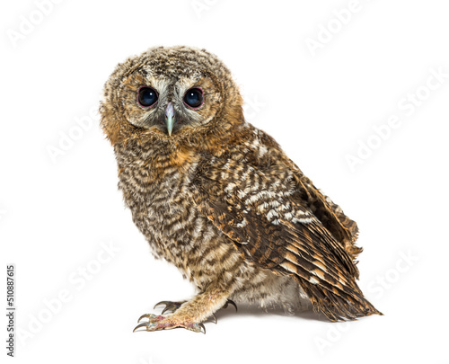 One month old Tawny Owl, Strix aluco, isolated