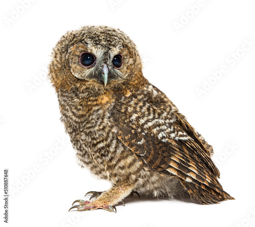 Obraz na płótnie One month old Tawny Owl, Strix aluco, isolated