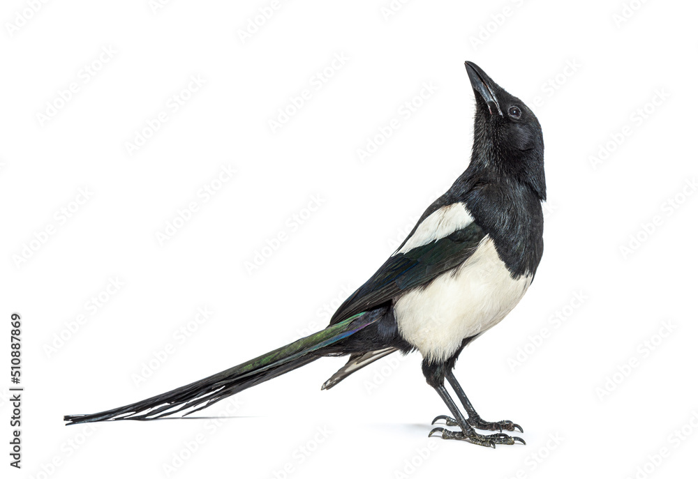 Fototapeta premium European Magpie looking up, Pica pica, Isolated on whte