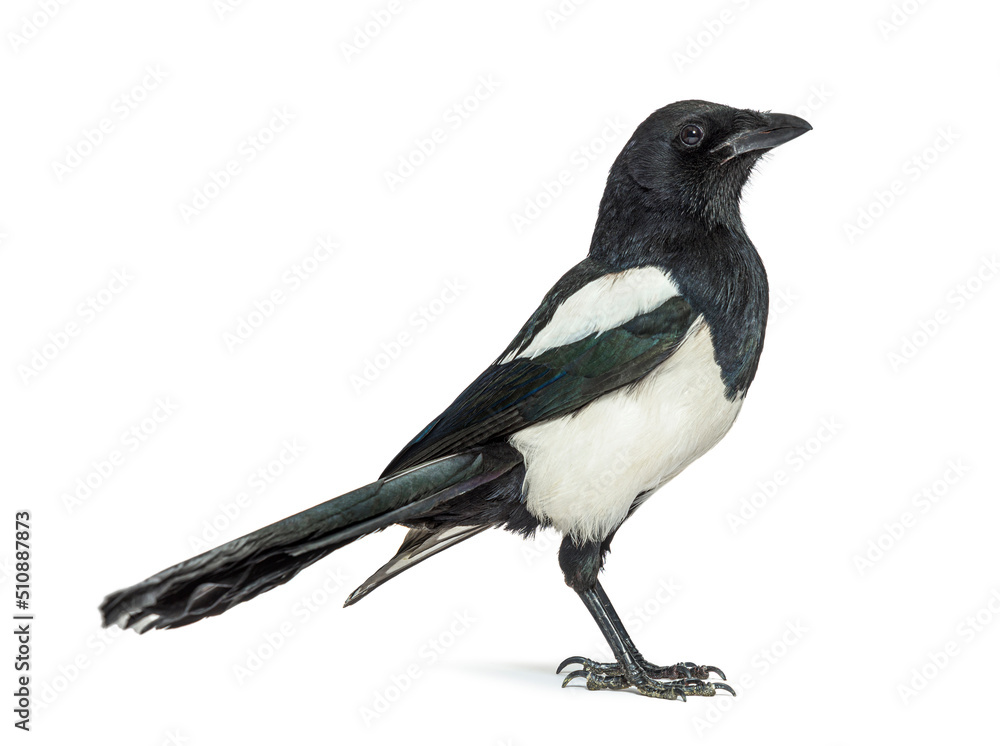 European Magpie, Pica pica, Isolated on whte European Magpie, Pica pica, Isolated on whte