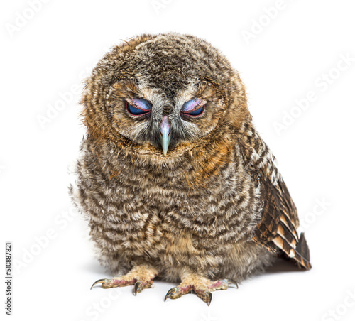 One month old Tawny Owl closing its eyelids, Strix aluco, isolat