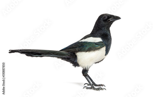 European Magpie, Pica pica, Isolated on whte