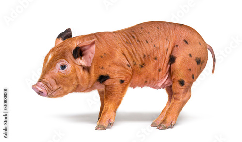 Side view of a young pig (mixedbreed), isolated