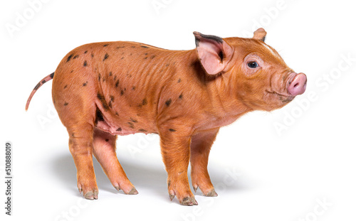 Happy Standing Young pig  mixedbreed   isolated