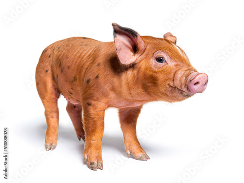 Facing Young pig looking at the camera (mixedbreed), isolated