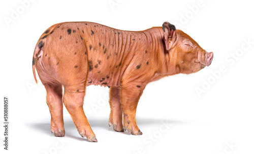 winking Young pig  mixedbreed   isolated