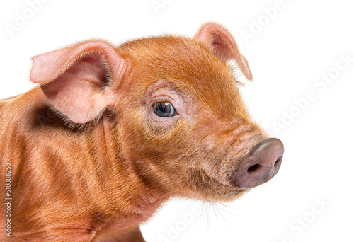 Portrait close-up of a young pig head (mixedbreed), isolated