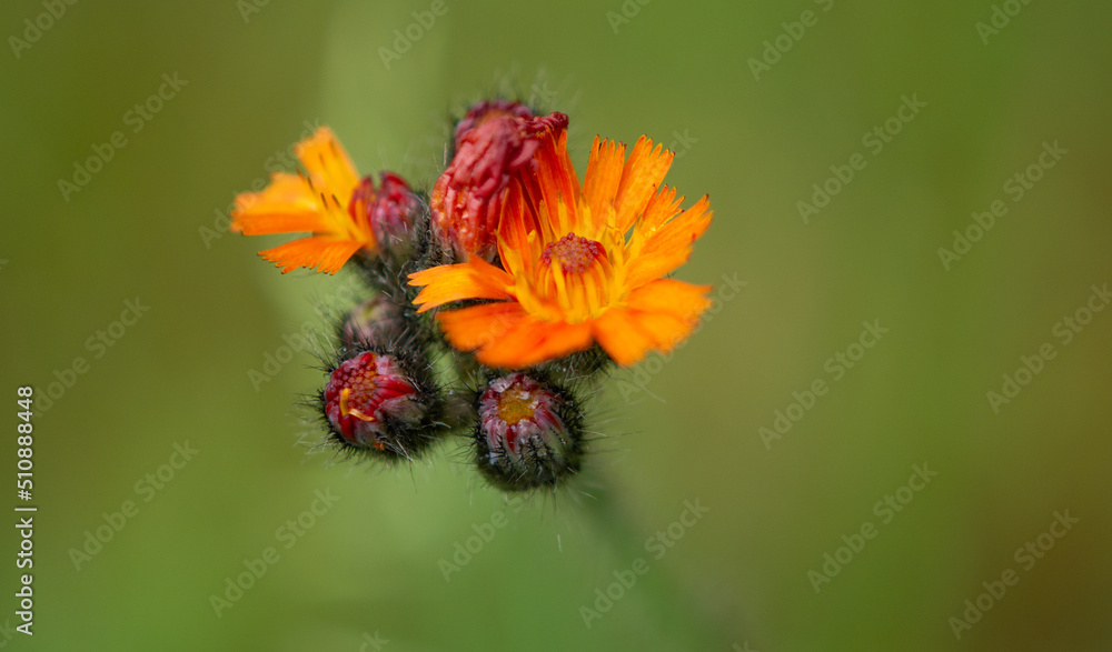 kwiat, charakter, jardin, roślin, kwiat, zółty, lato, insekt, bee, makro, czerwień, kwiat, flora, roz, kwiat, bliska, pomarańcz, echinacea, beuty, jary, daisies, pyłek, fiolet, pola kwiat, charakter, jardin, roślin, kwiat, zółty, lato, insekt, bee, makro, czerwień, kwiat, flora, roz, kwiat, bliska, pomarańcz, echinacea, beuty, jary, daisies, pyłek, fiolet, pola