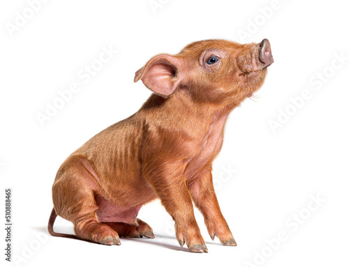 Sitting Young pig looking up (mixedbreed), isolated