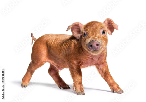 Standing young pig looking at the camera (mixedbreed), isolated