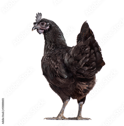Back view of a Ayam Cemani hen looking back, isolated on white