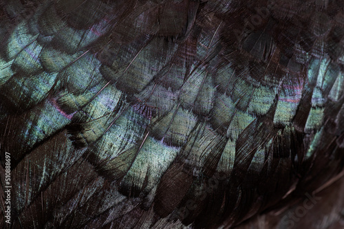 Close-up of black feathers of Cemani chicken