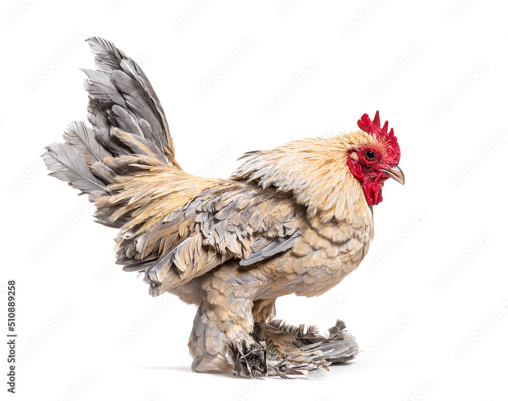 Fototapeta premium Old serama hen, isolated on white