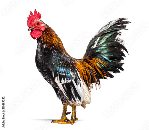 Φωτογραφία Side view of a Serama rooster, chicken