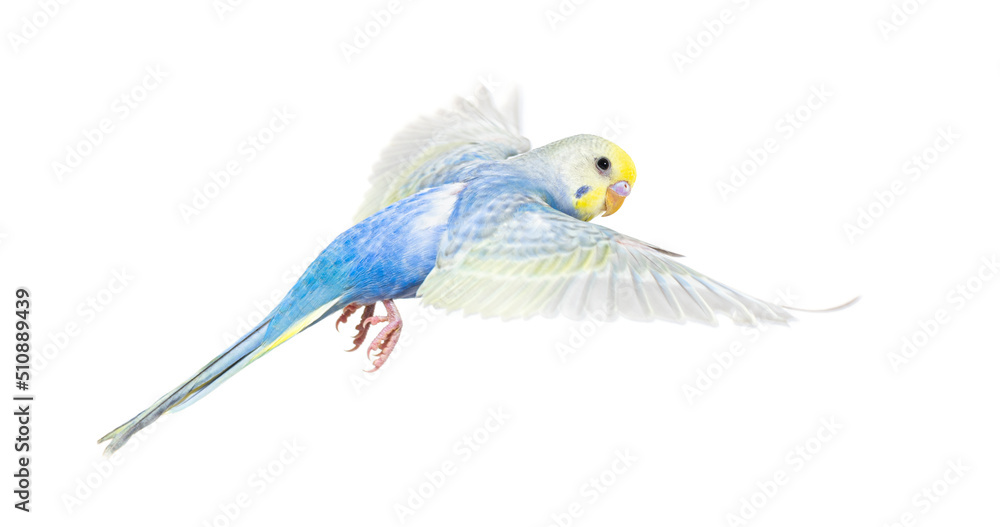 Obraz premium Side view of Budgerigar bird flying, blue rainbow colloration,isolated on white