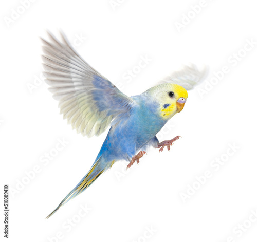 Foto Side view of Budgerigar bird flying,  blue rainbow colloration,isolated on white