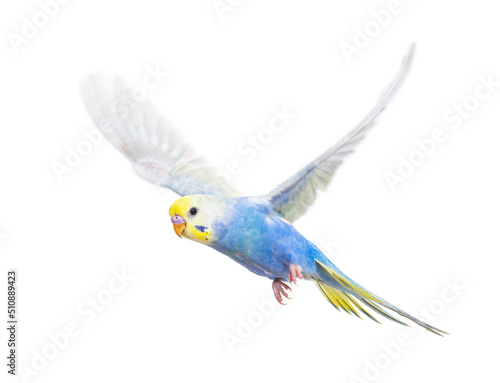 Side view of Budgerigar bird flying, blue rainbow colloration,isolated on white