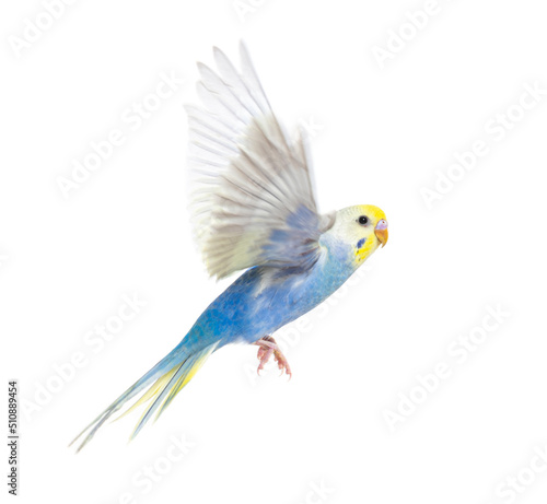 Side view of Budgerigar bird flying,  blue rainbow colloration,isolated on white Fototapete