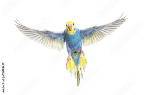 Fototapeta Blue rainbow Budgeriar bird flying wings spread facing at the camera, isolated o