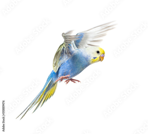 Side view of Budgerigar bird flying, blue rainbow colloration,isolated on white