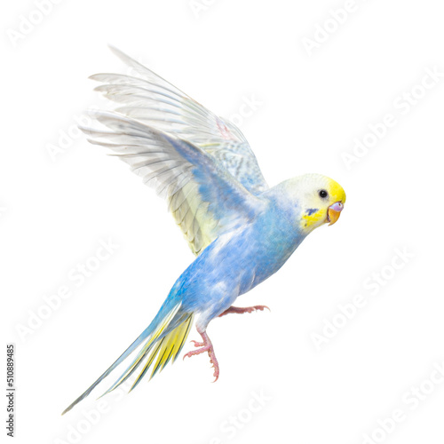 Side view of Budgerigar bird flying   blue rainbow colloration isolated on white