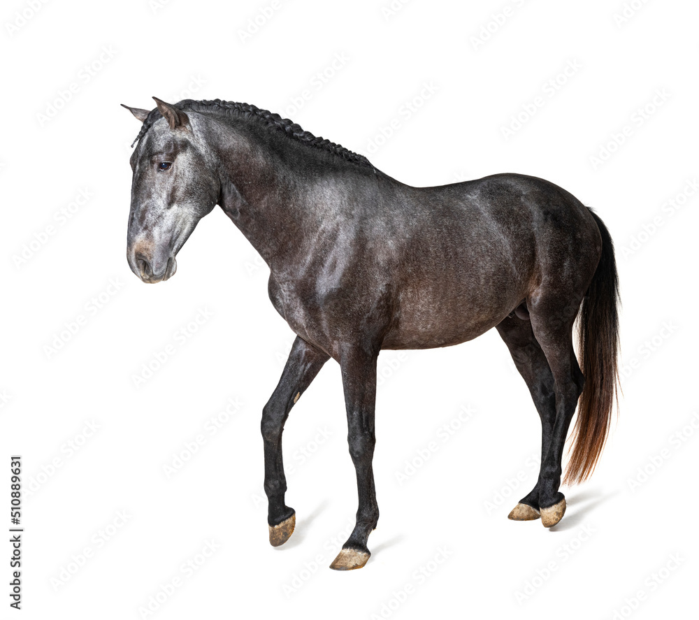Profile Lusitano walking, Portuguese horse, isolated on white Profile Lusitano walking, Portuguese horse, isolated on white
