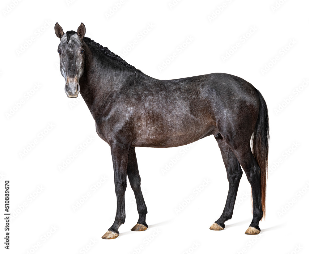 Profile Lusitano, Portuguese horse, isolated on white Profile Lusitano, Portuguese horse, isolated on white
