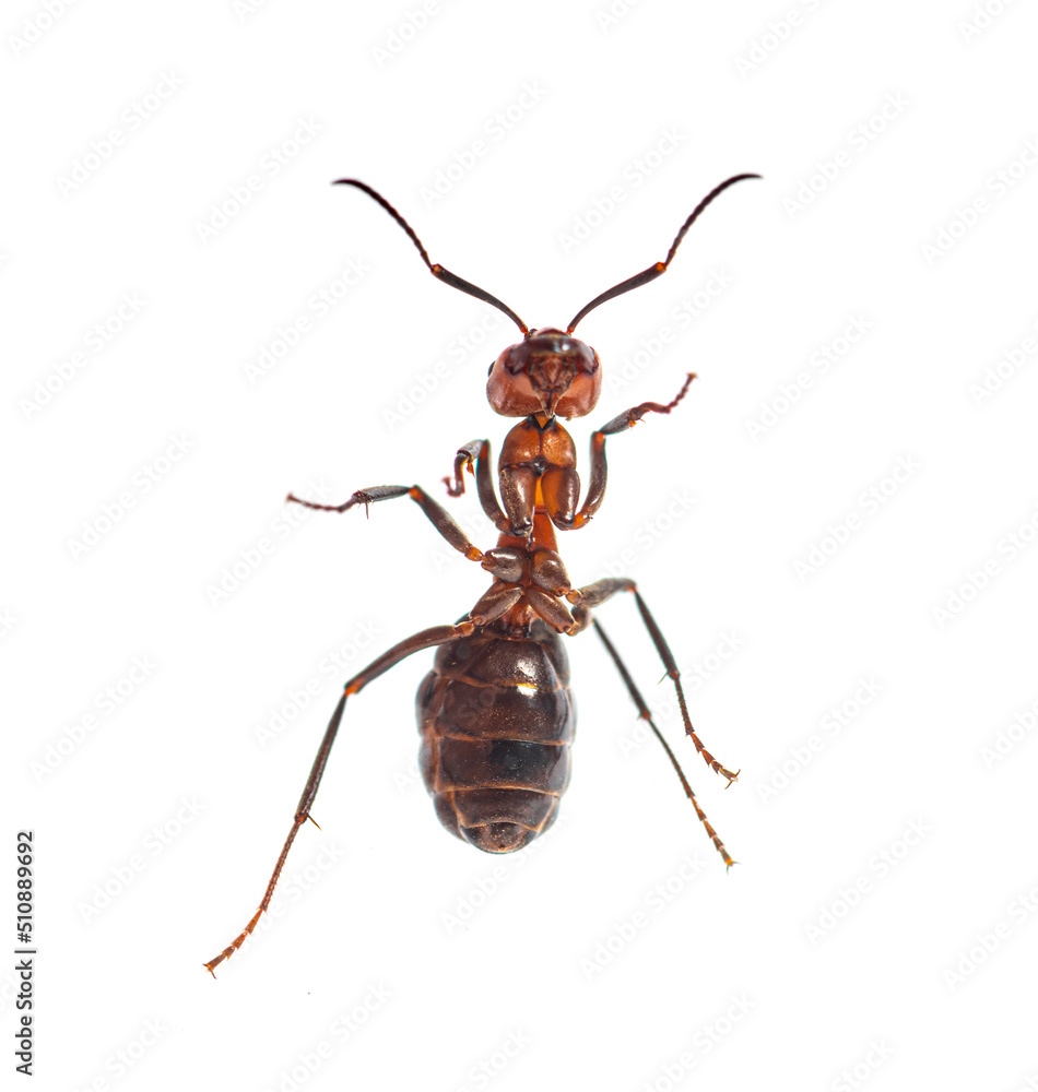 Fototapeta premium Red wood ant - Formica rufa or southern wood ant, isolated on white