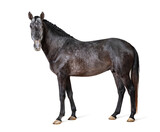 Profile Lusitano, Portuguese horse, isolated on white