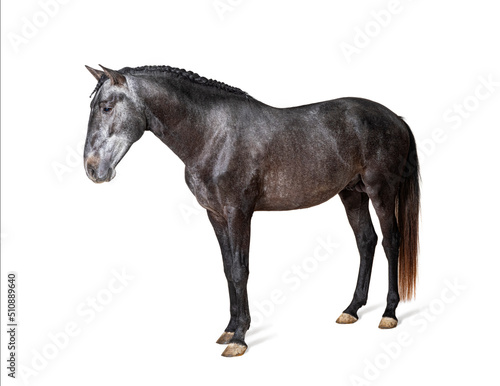 Profile Lusitano  Portuguese horse  isolated on white