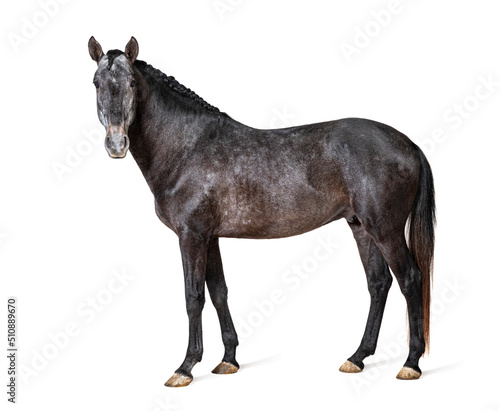 Profile Lusitano  Portuguese horse  isolated on white