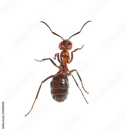 Red wood ant - Formica rufa or southern wood ant, isolated on white photo
