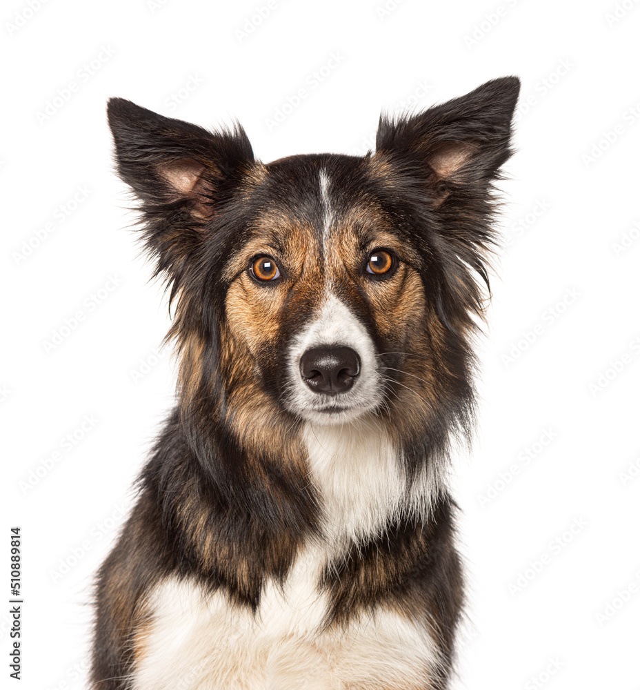 Head shot of a Tri collored Border Collie, two years old, isolated