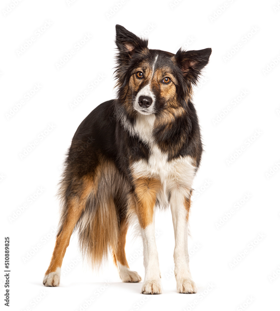 Standing Tri collored Border Collie looking at the camera, two years old, isolated