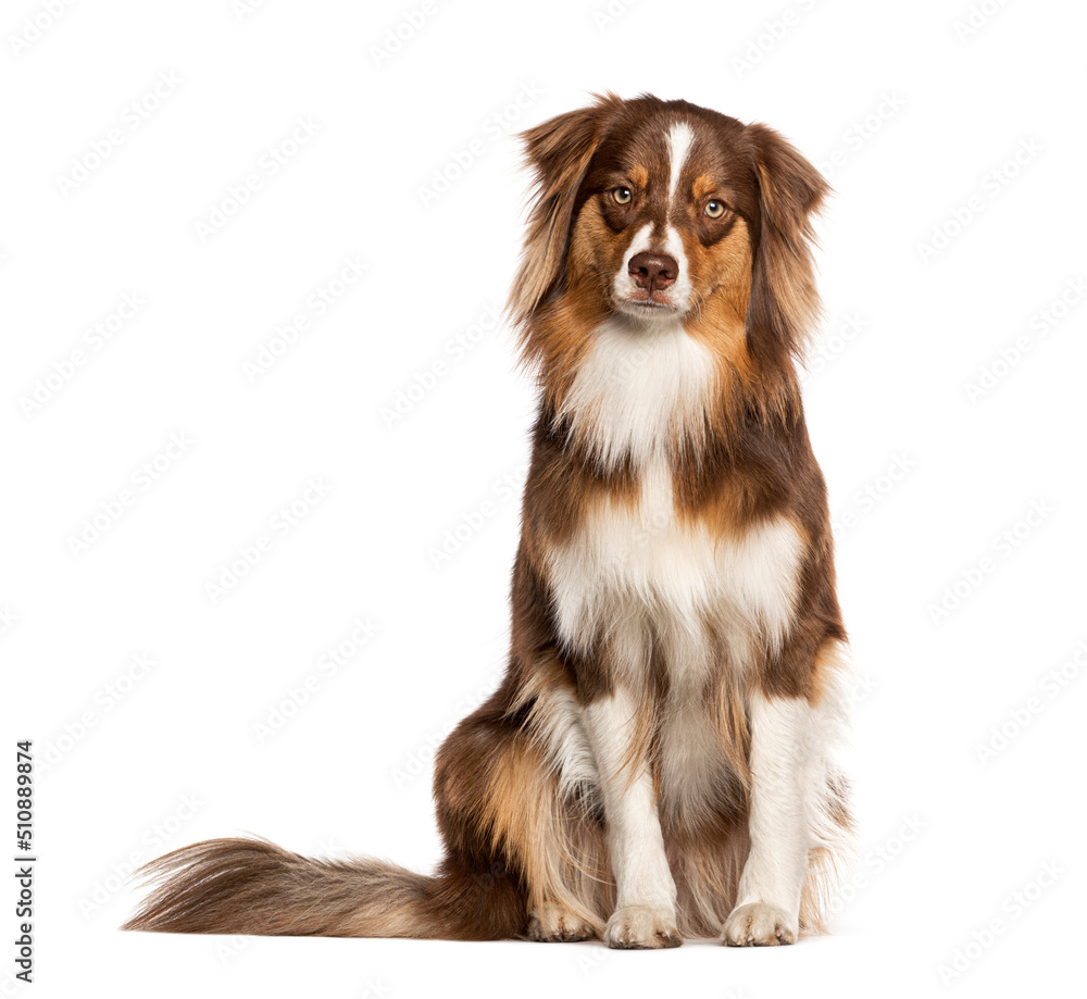 Fototapeta premium Red tricolor young one year old Australian Shepherd dog, looking at the camera