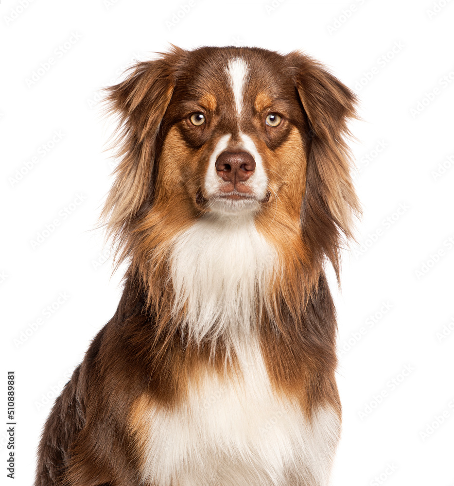 Close-up on a red tricolor young one year old Australian Shepherd dog, looking at the camera