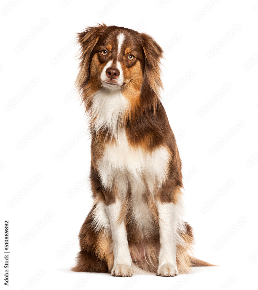 Red tricolor young one year old Australian Shepherd dog, looking at the camera