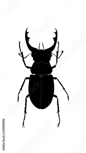 beetle horn vector graphic design template © Rali