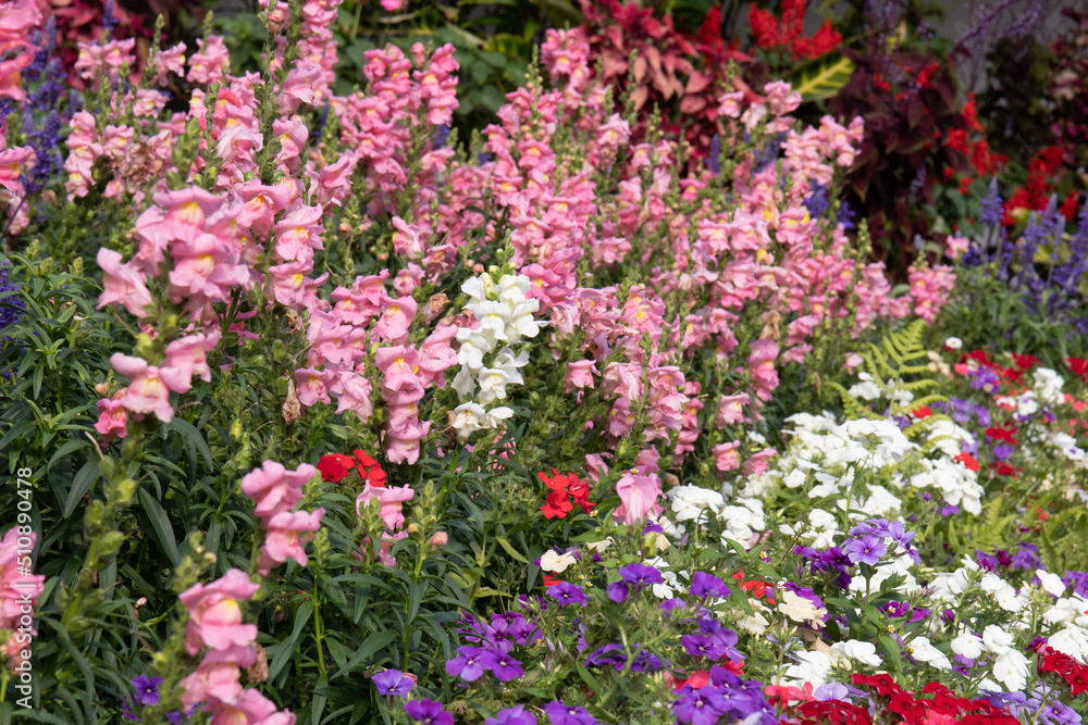Blooming Colorful Snapdragon Flower Meadow in the Park Blooming Colorful Snapdragon Flower Meadow in the Park