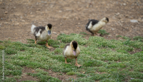 Three Ducklings Searching