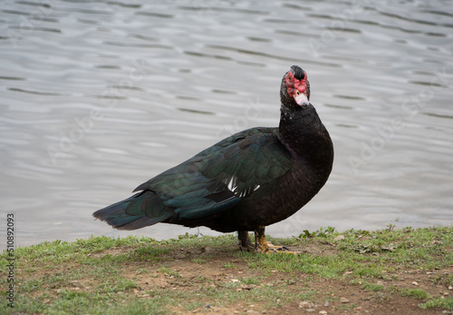 Proud Muscovy Duck