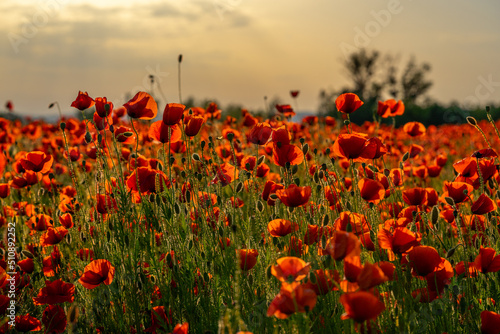 wild red poppy field in sunset light, countryside and floral concept, warm sunset light over a field of wild poppies in blossom
