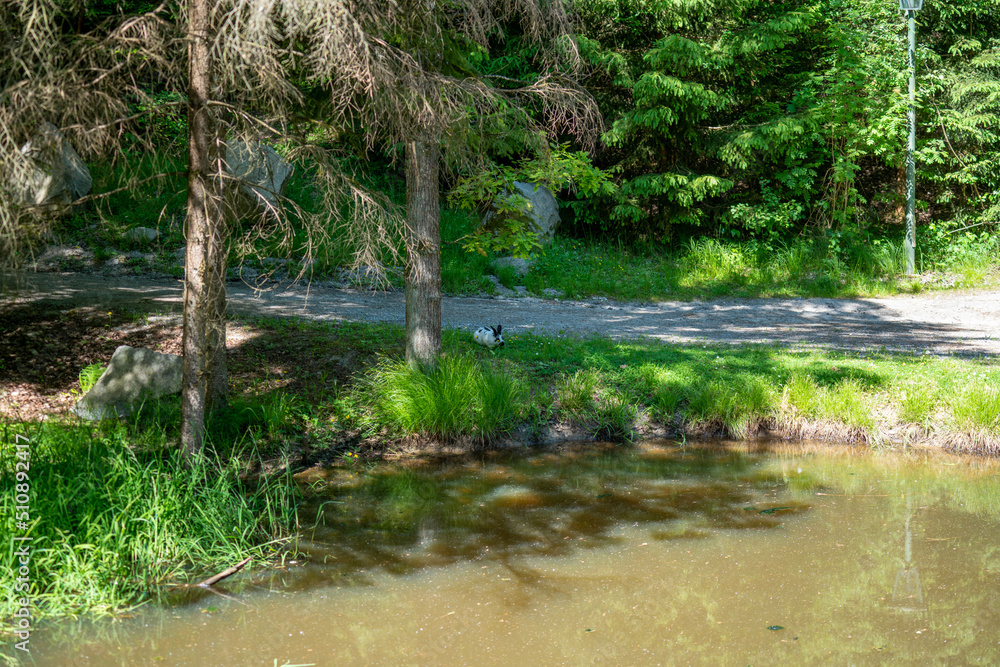 Fototapeta premium river in the woods