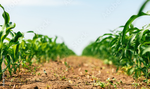 Fényképezés Green small corn sprouts in cultivated agricultural field, low angle view