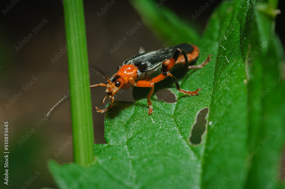 Naklejka premium beetle