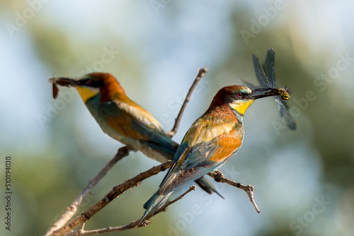 Bee-eaters with an insect in their beak, resting on a branch