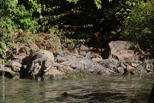 Krokodile mit hungrigen Mäulern am Ufer.