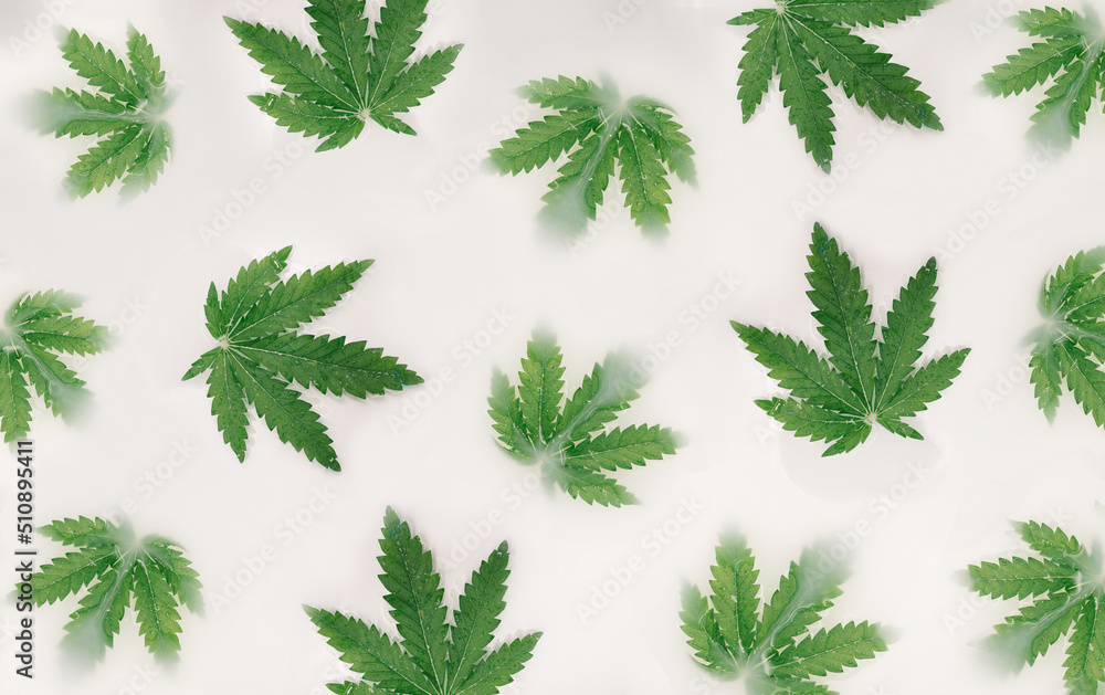Pattern made whit marijuana leaves and white liquid. Flat lay. Pattern made whit marijuana leaves and white liquid. Flat lay.