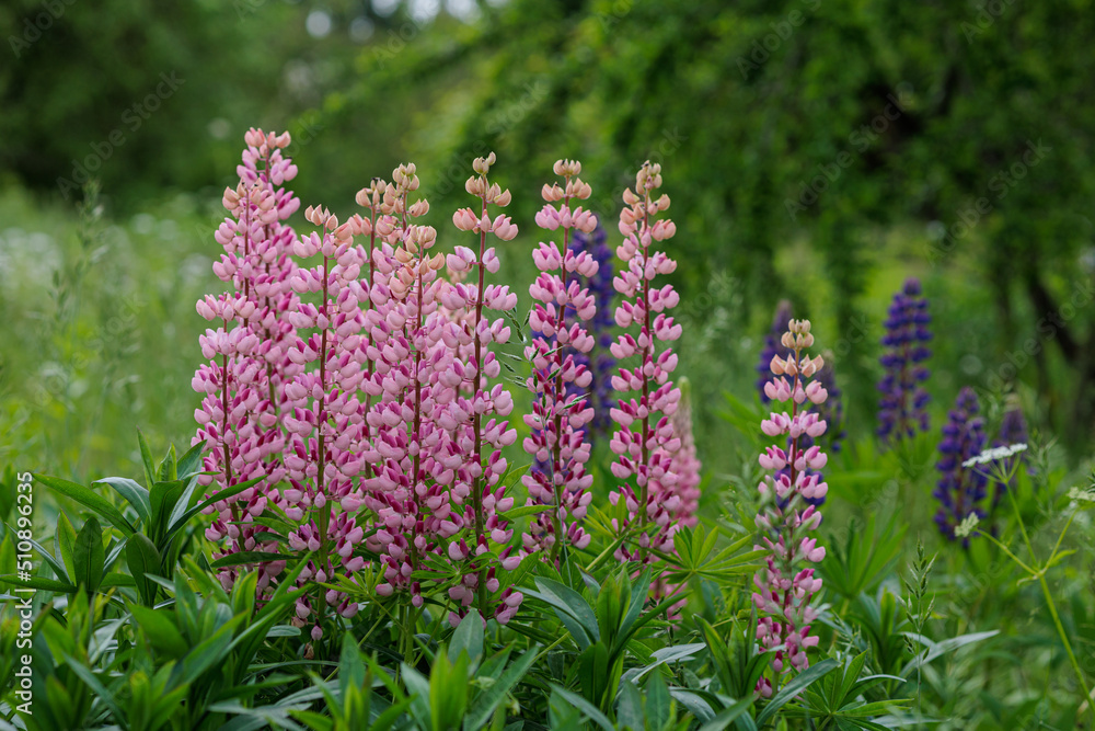 Pink and blue lupines bloom in the green garden Pink and blue lupines bloom in the green garden