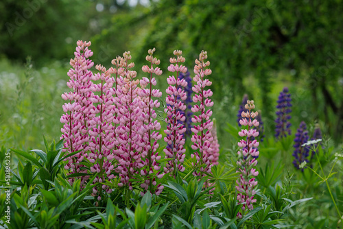 Pink and blue lupines bloom in the green garden photo